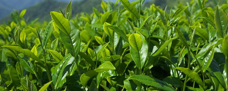 台湾高山茶属于什么茶