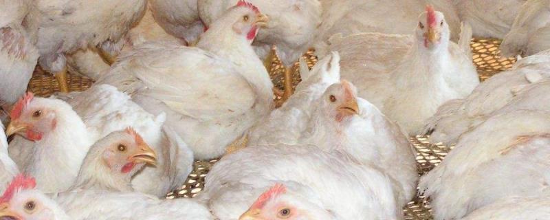 肉鸡养殖技术