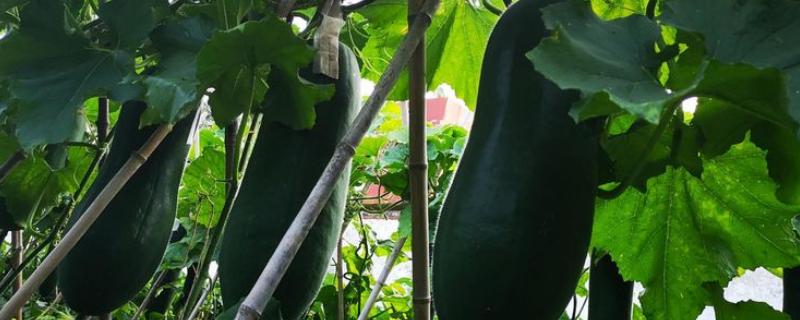 黑皮冬瓜种植方法