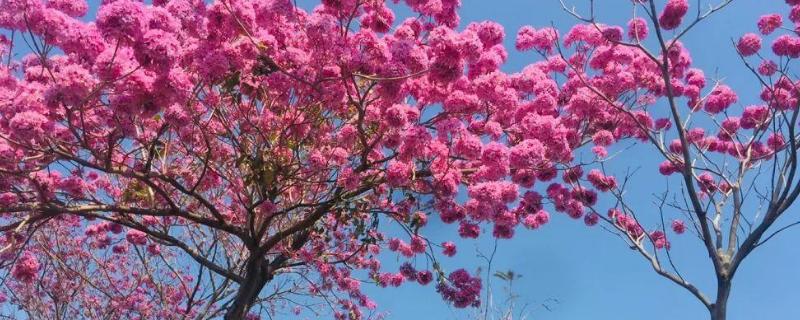 红花风铃木的栽培技术