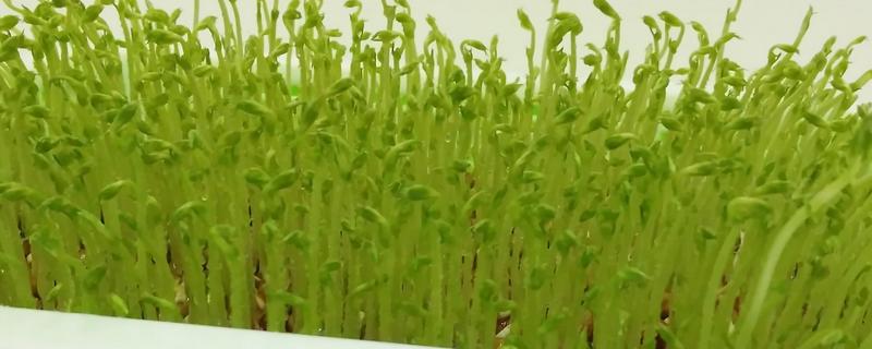 芽苗菜种植方法