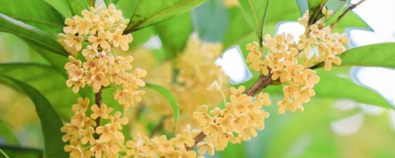 桂花几月开花