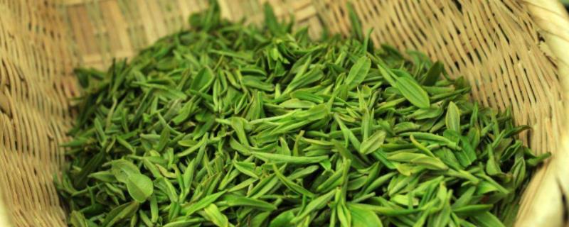 毛尖是什么茶