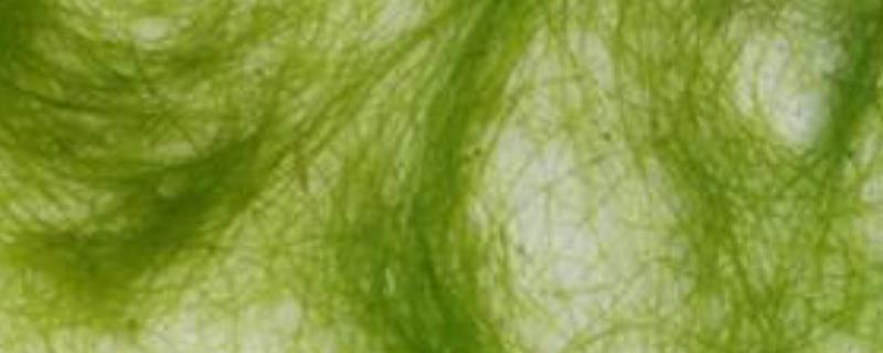 水绵是什么植物