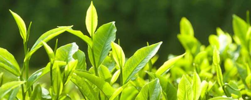 茶的产地有哪些