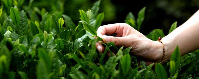 宜兴茗茶属于什么茶
