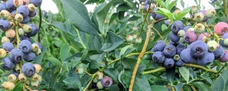 种植蓝莓要什么条件