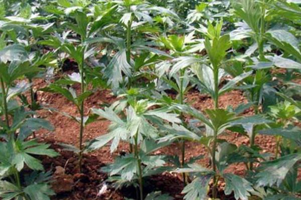 适合云南种植的药材