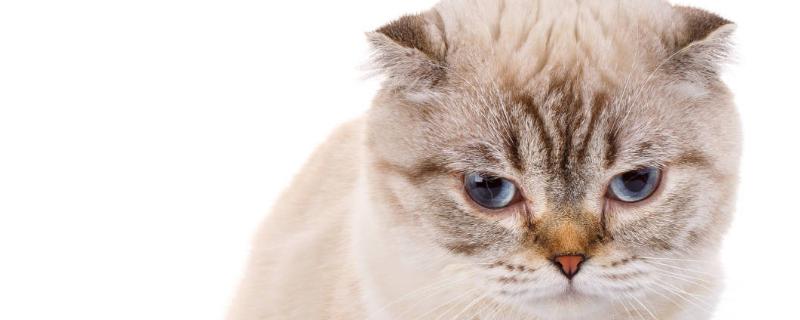 折耳猫有哪些遗传病