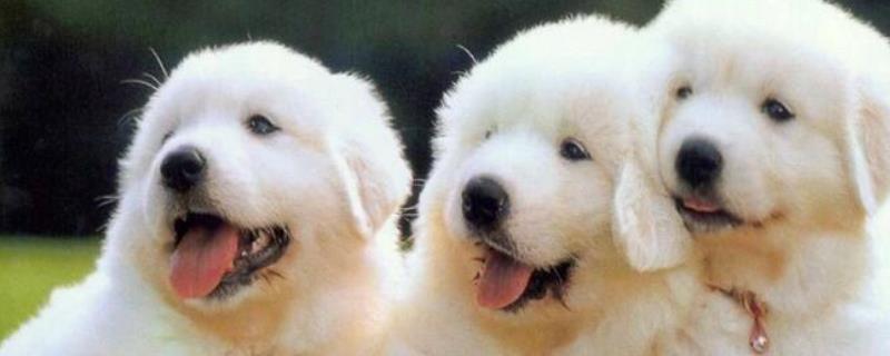 大白熊犬可以长多大