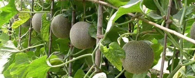 大棚哈密瓜种植技术是什么