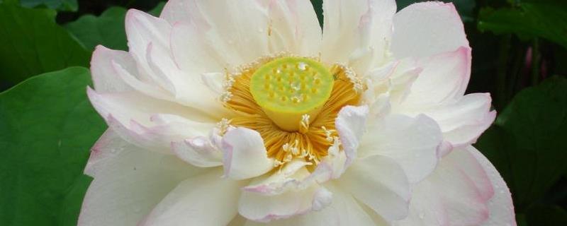 白雪公主花怎么养