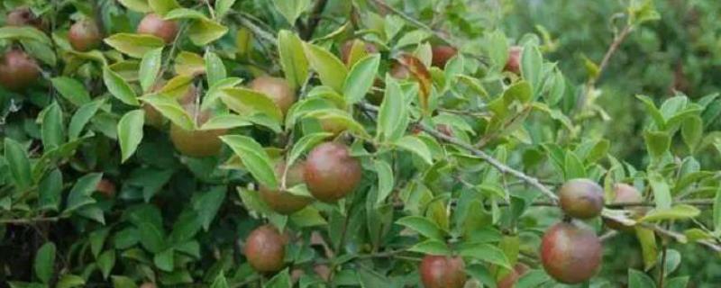 茶子树的种植方法