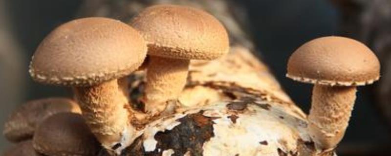 食用菌种植技术