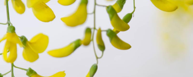 槐树花几月开