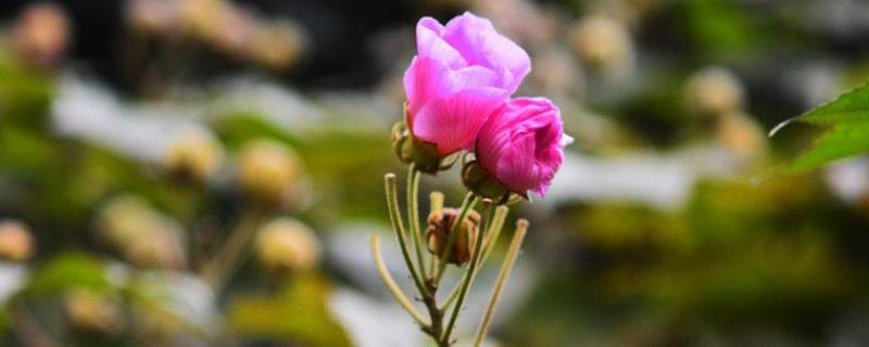 芙蓉是几月开的