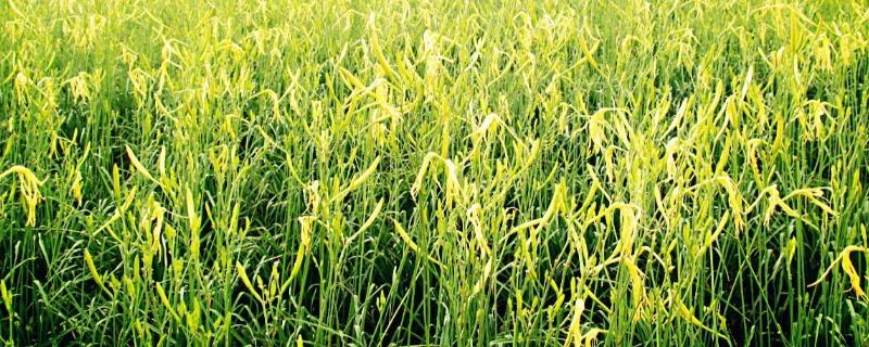 黄花菜种子种植方法