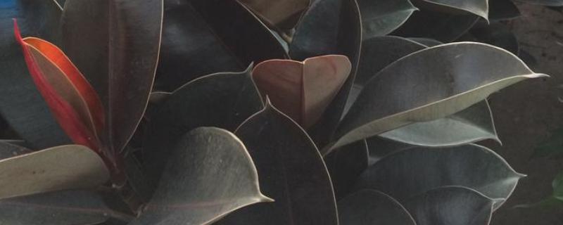 黑金刚橡皮树怎么繁殖