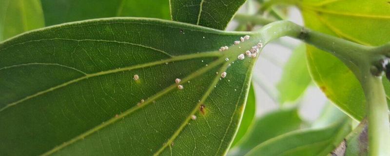 植物叶子生虫怎么办