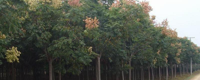 黄山栾树是常绿还是落叶树种