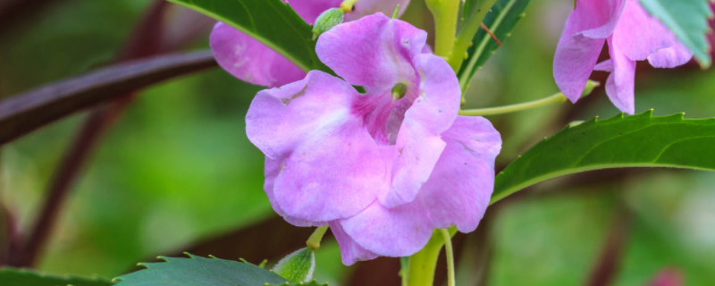 茶花凤仙花的种植方法