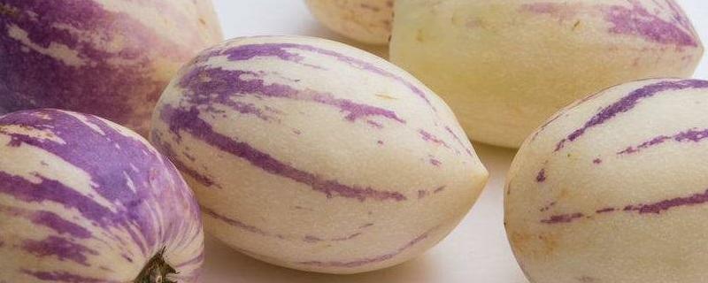 人参果树栽培技术