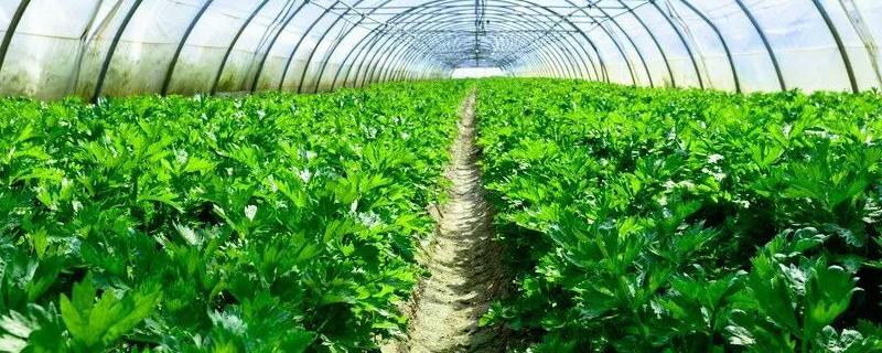 棚室蔬菜栽培技术