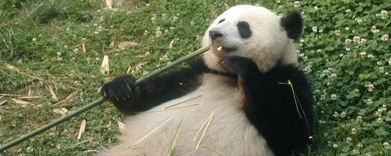 小熊怎么过冬的