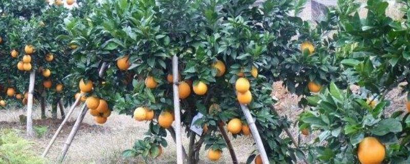 果树栽培技术