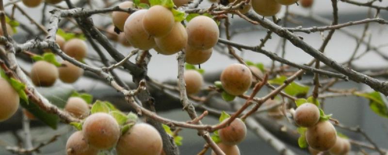 黑枣树种植几年结果