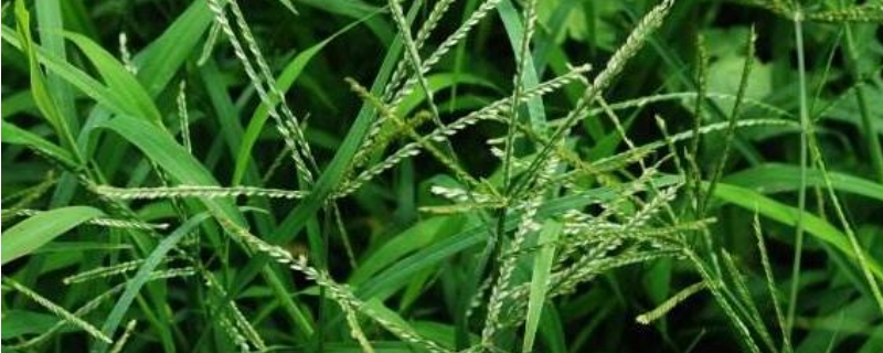 马唐和牛筋草的区别