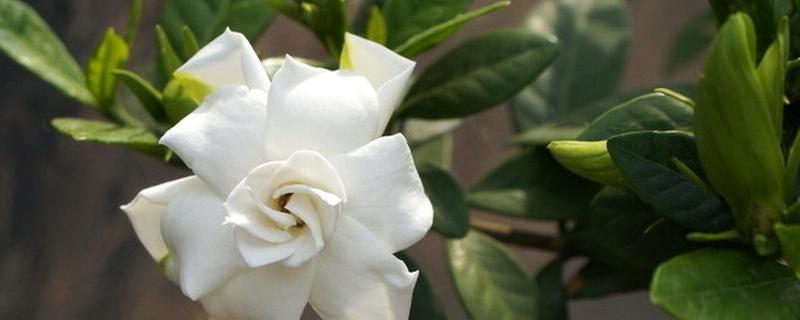 花的养法大全