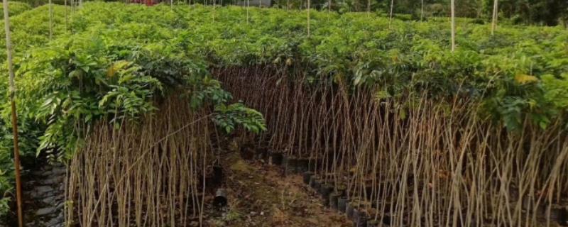 海南黄花梨树苗价格是多少钱一棵