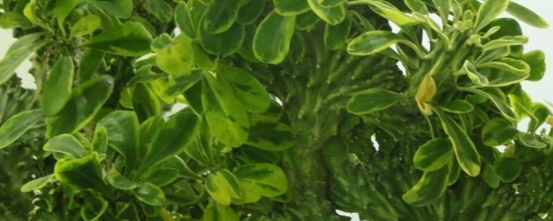 麒麟掌用什么土养