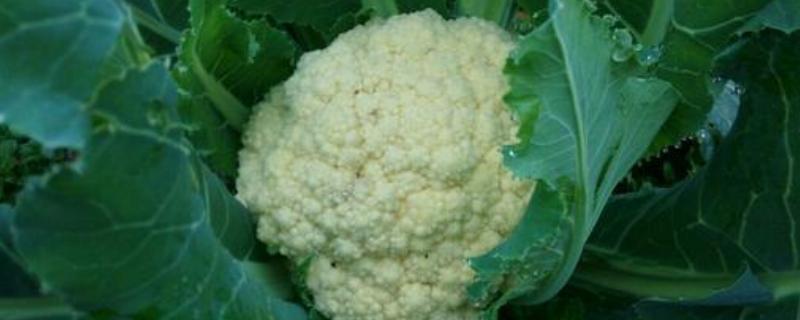 春季露地有机花椰菜栽培方法