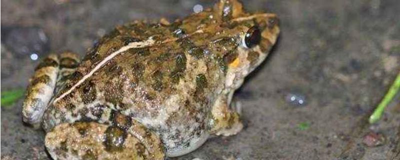 田鸡真的有寄生虫吗