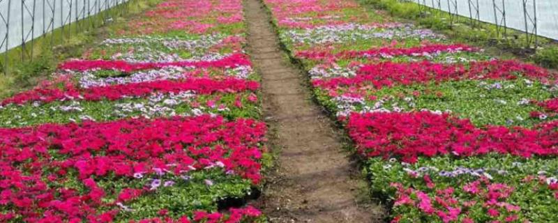 花卉养殖方法