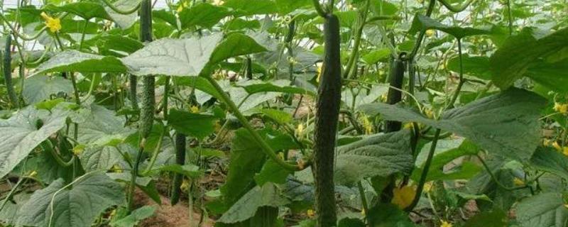 黄瓜种植栽培管理技术