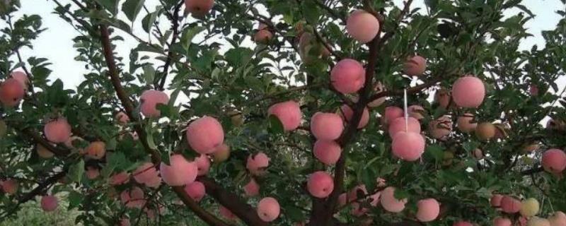 苹果树有哪些新品种