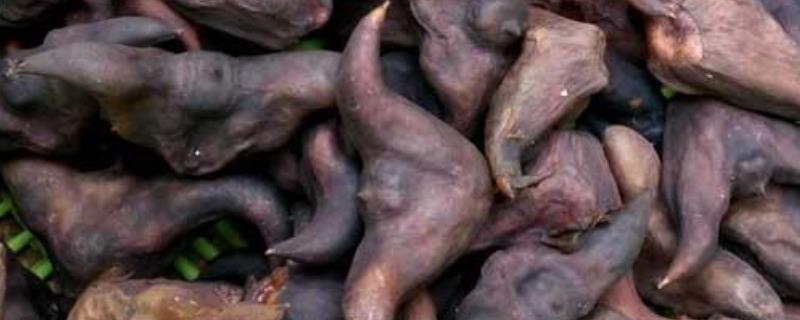 菱角怎么剥壳简单