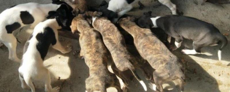 肉狗养殖技术