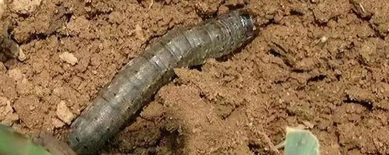 常见地下害虫蛴螬、金针虫、蝼蛄、地老虎防治技术