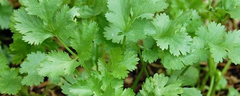 香菜佳种植时间是什么时候