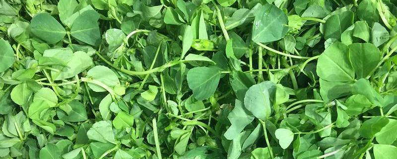 金花菜是什么菜