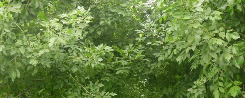 白蜡树价格大概多少钱一棵