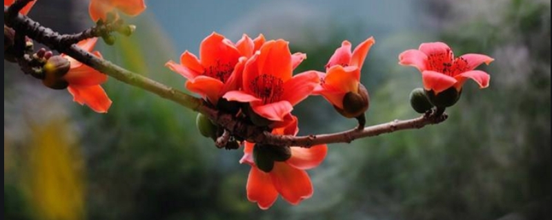 木棉花的花语和传说