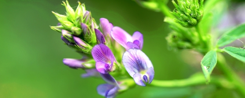 紫花苜蓿草怎么种植