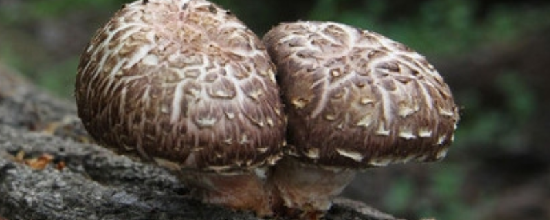 椴木香菇栽培技术