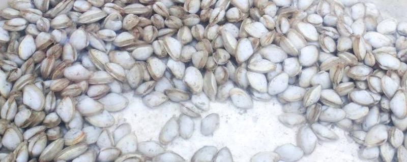 海瓜子是什么