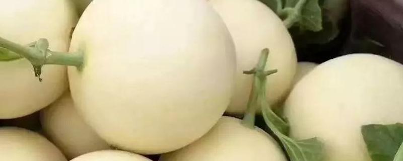 现在甜瓜价格多少钱一斤